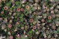 Pyxidanthera Brevifolia